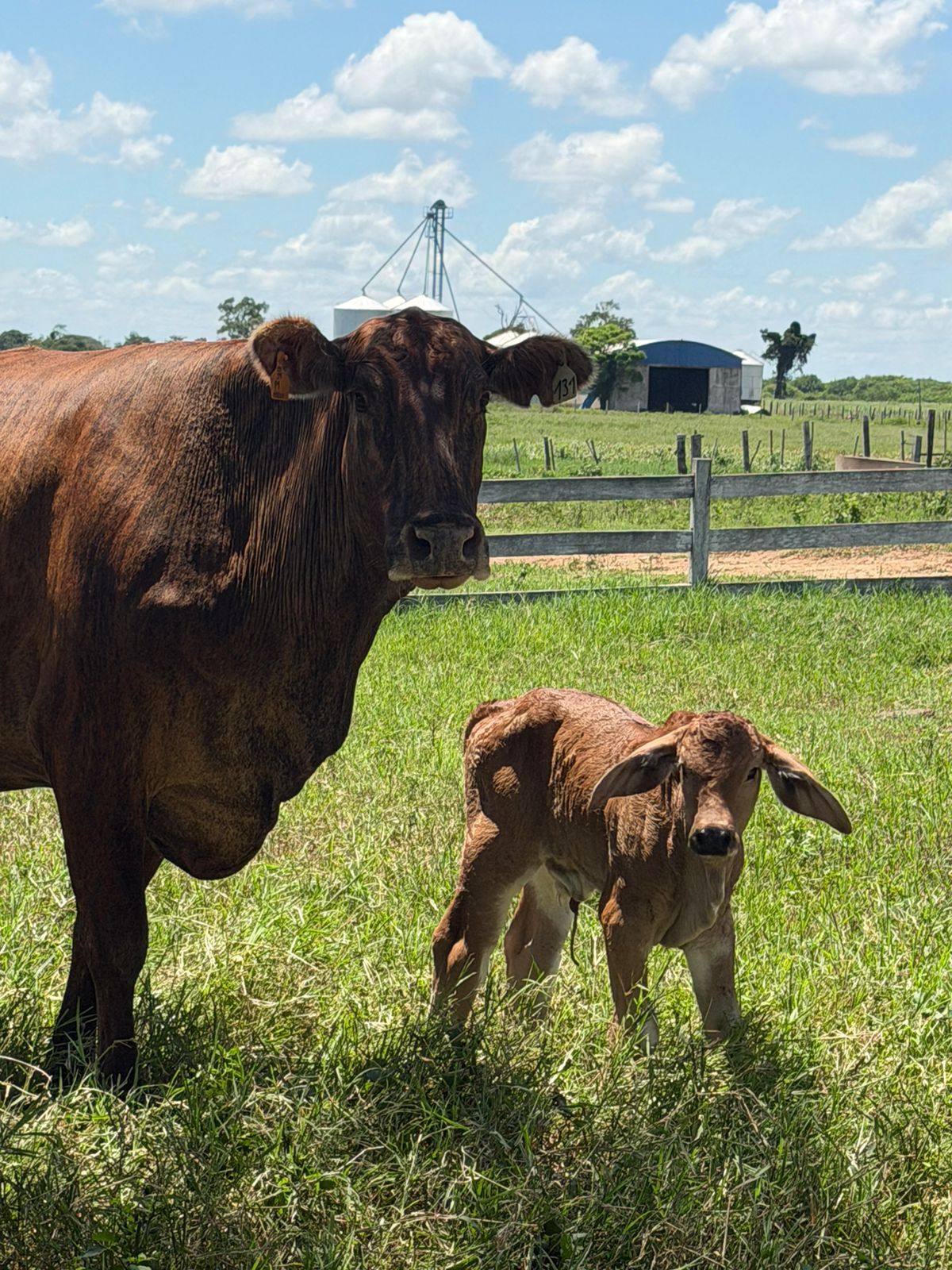 Cow with newborn calf at foot