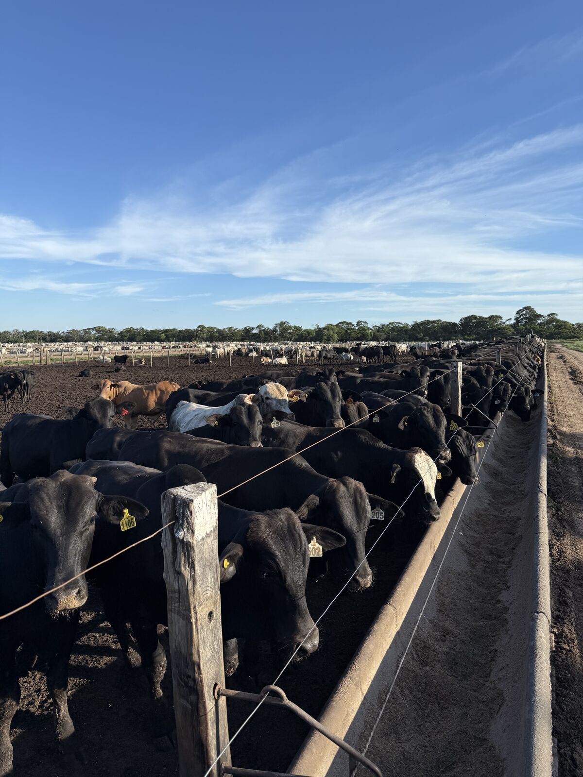 Cattle feeding at the feedlot bunk line