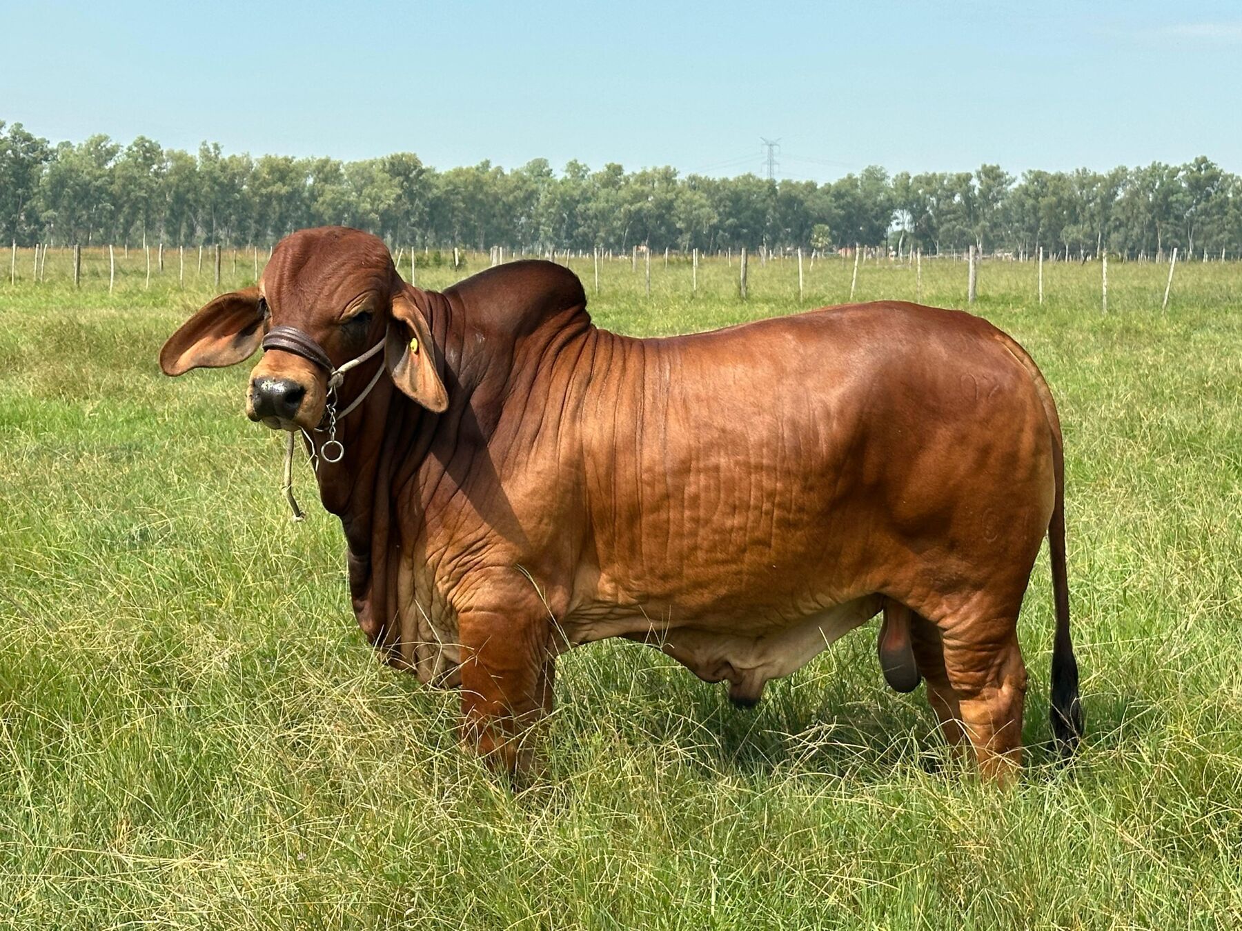 Registered red Brahman sire standing in tropical pasture
