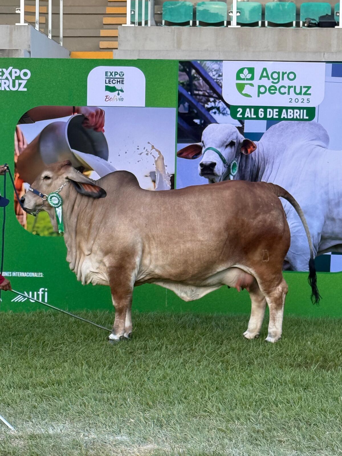 Elite Brahman female at a livestock show