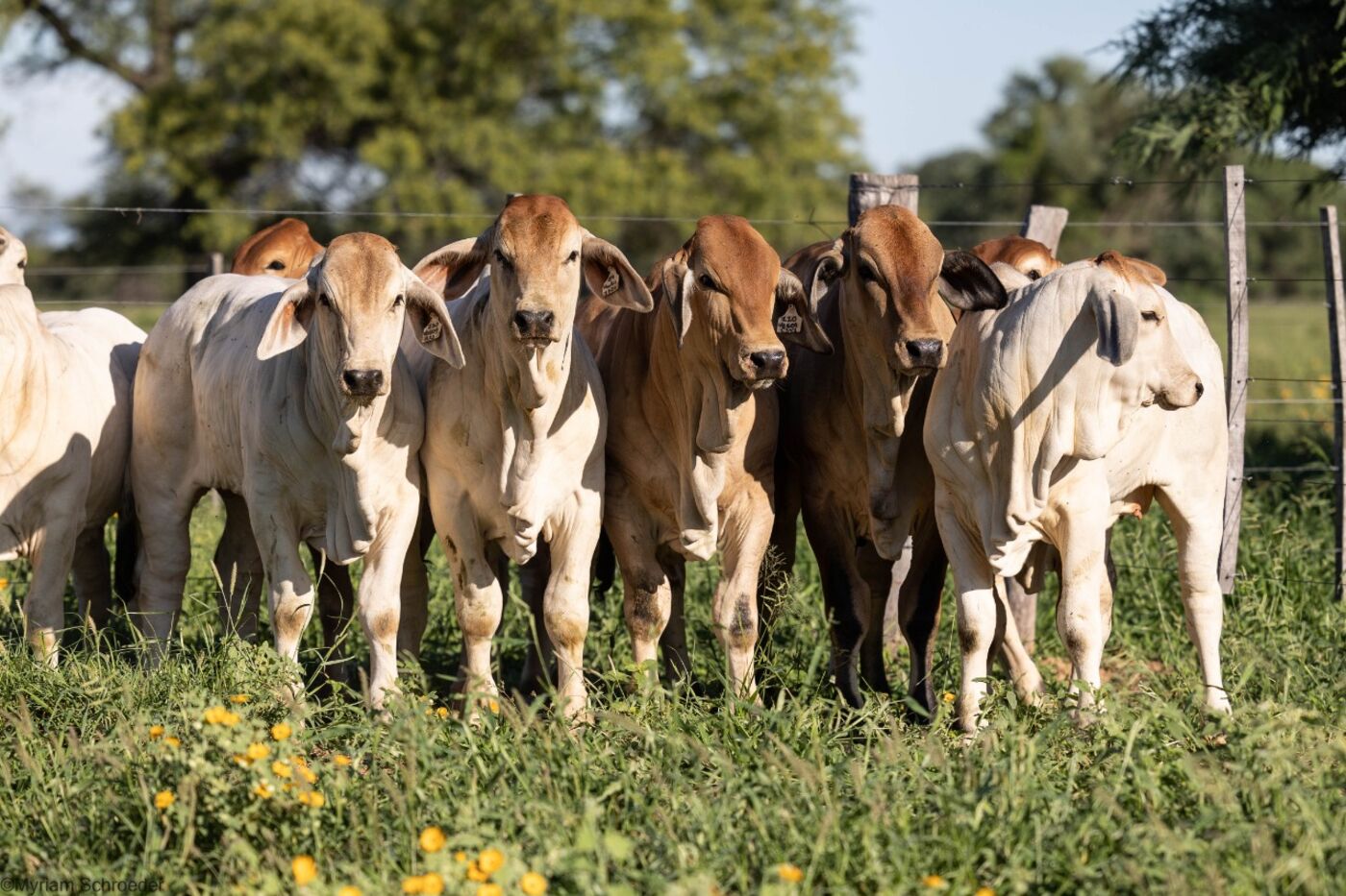 Line of Brahman weaners on green pasture