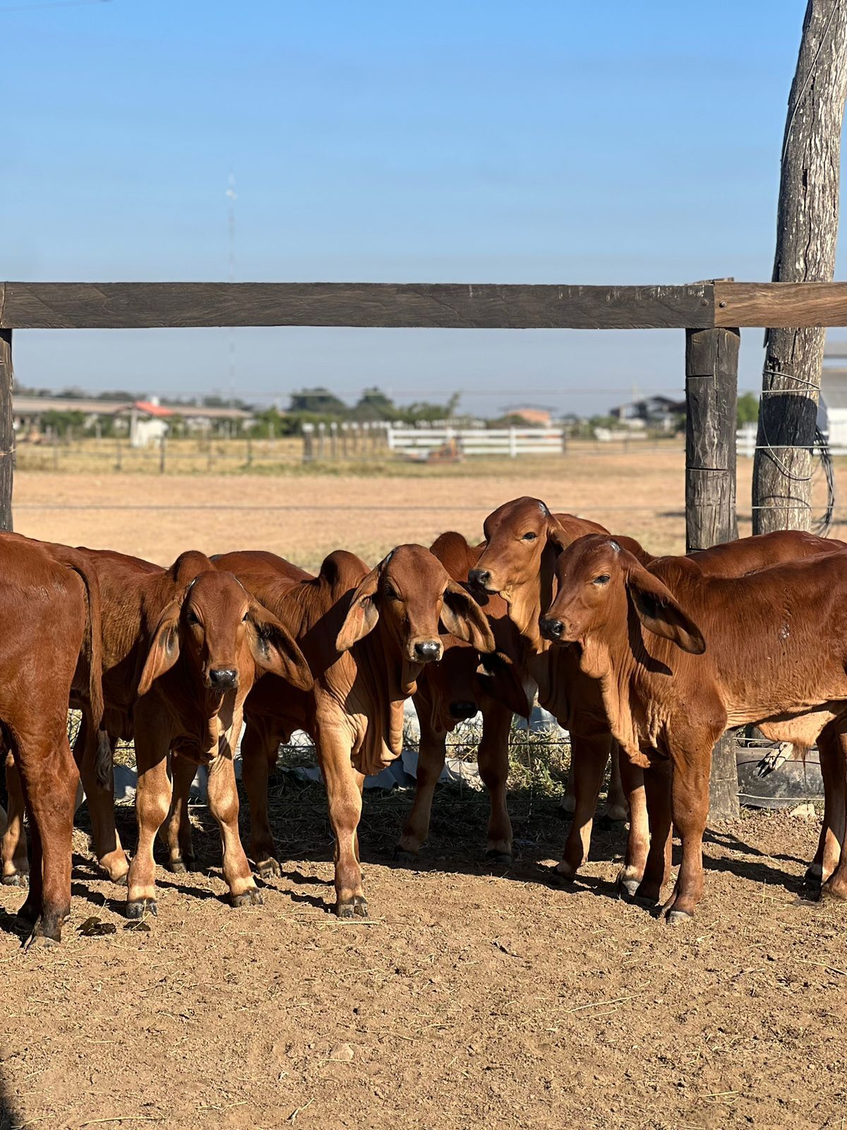 Weaned Brahman calves at the feed bunk